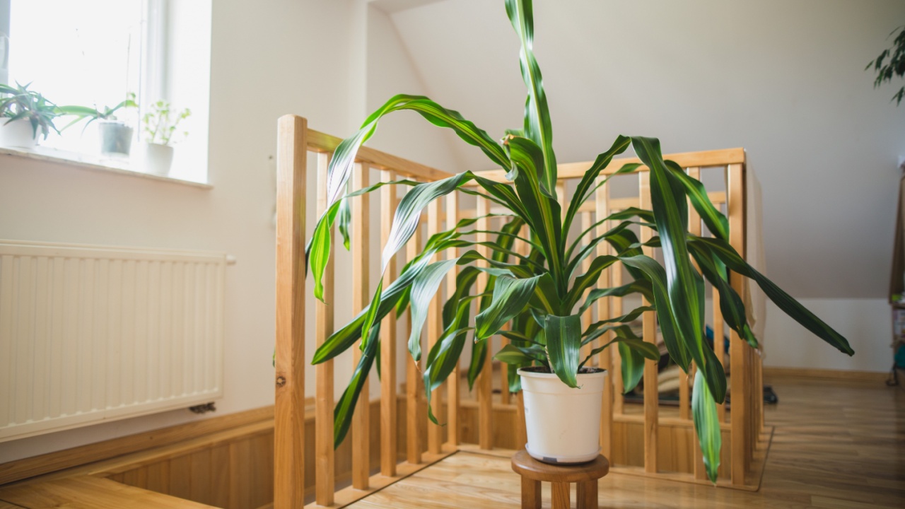 big dracaena fragrans at home