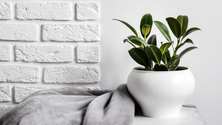 9 Best Indoor Plants For Feng Shui