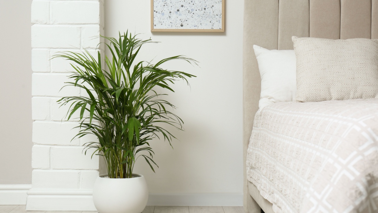 Stylish bedroom interior with areca palm plant