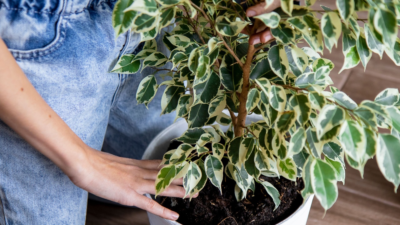 the girl's hands are pouring earth into a large ficus pot. Home plant care concept. Transplanting evergreen house trees