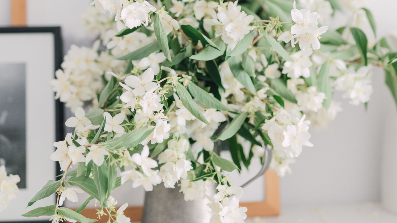 Bouquet of fresh white jasmine flowers in vase as home decoration. Indoor arrangement of branches from flowering shrub in springtime. Garden flowers decor.