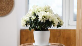 Beautiful azalea plant in flower pot on wooden table indoors