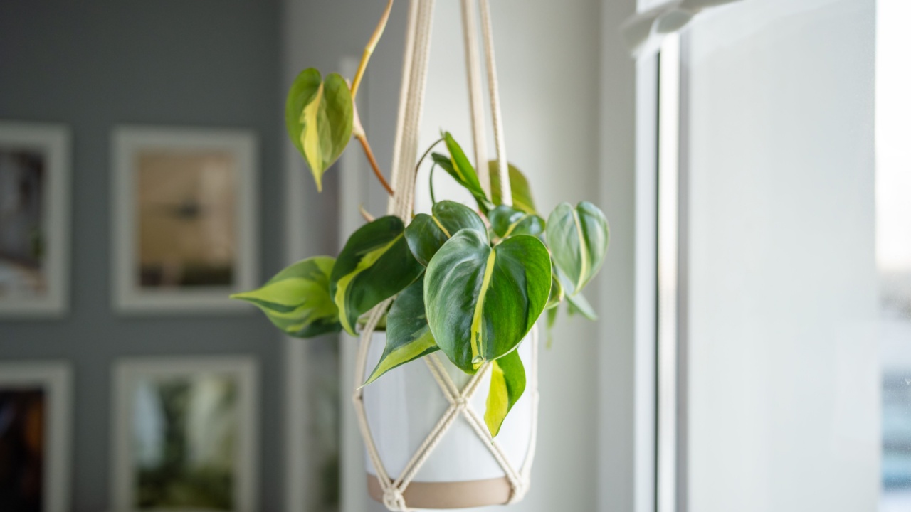 Plant Philodendron Brasil in white ceramic pot hanging from cotton macrame next to the window at home, soft focus. Pothos in hanging pot. Green houseplant in handmade holders made of rope.
