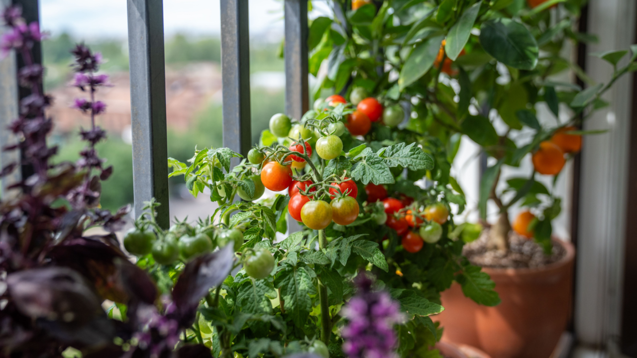 tomato plant with purple basil on a patio balcony