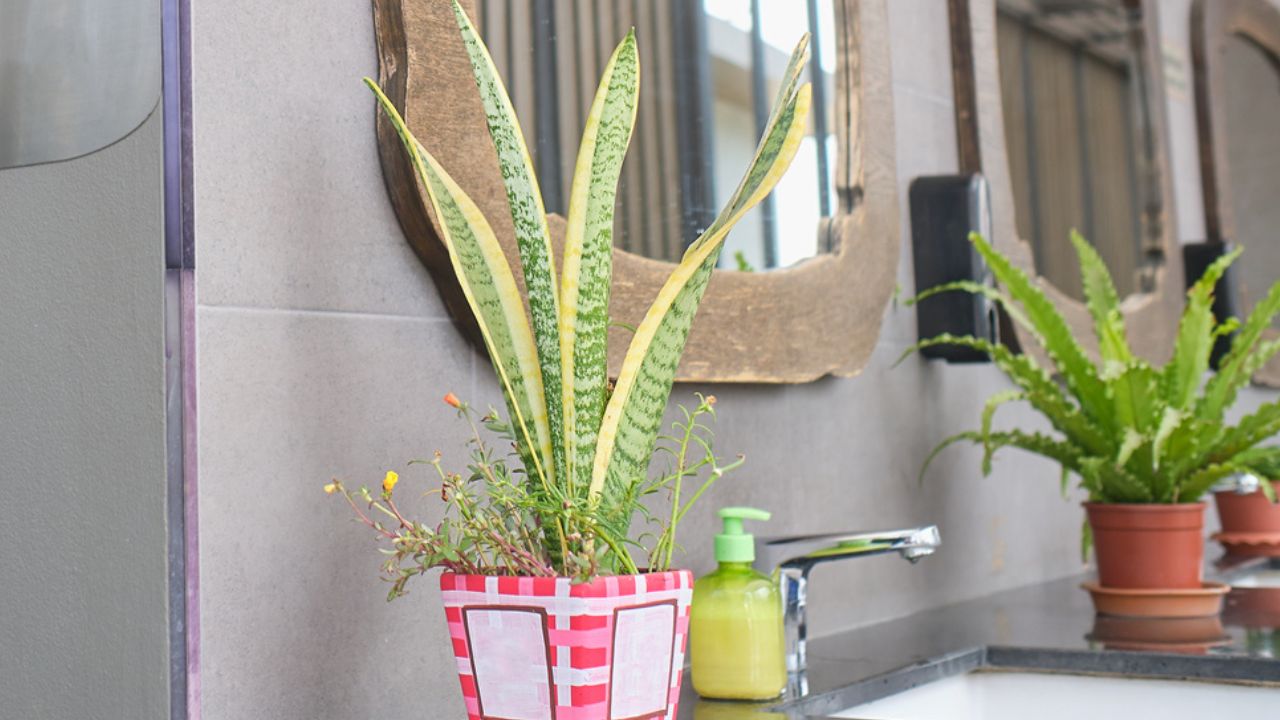 Snake Plant Sansevieria houseplant in pots at the bathroom