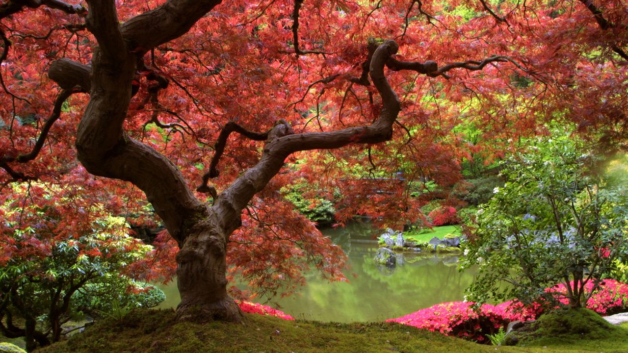 Japanese Maple