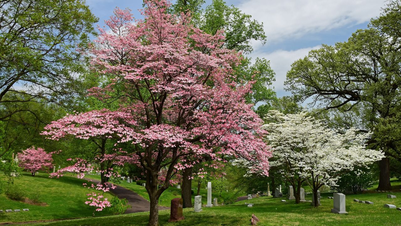 beautiful flowering white and pink dogwood flowers in spring in the public gardens of bellefontaine cemetery in north st. louis, missouri