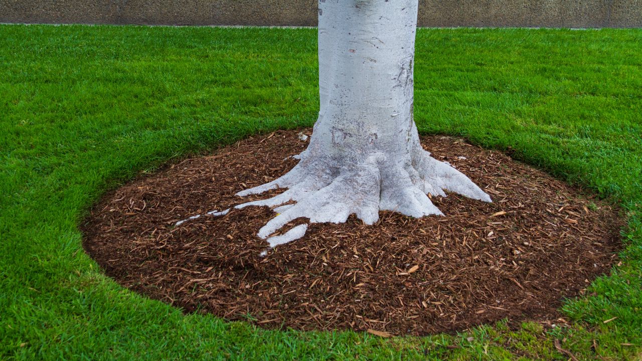 Tree trunk base with mulch and green grass