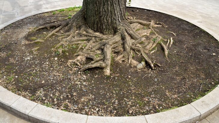 13 Fun Landscaping Ideas Around Trees