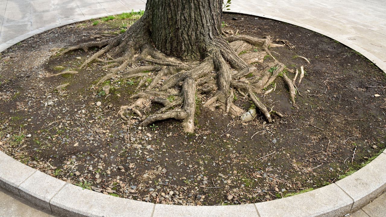 Branches of tree roots propagate around a main trunk of a tree.. Tree base ring