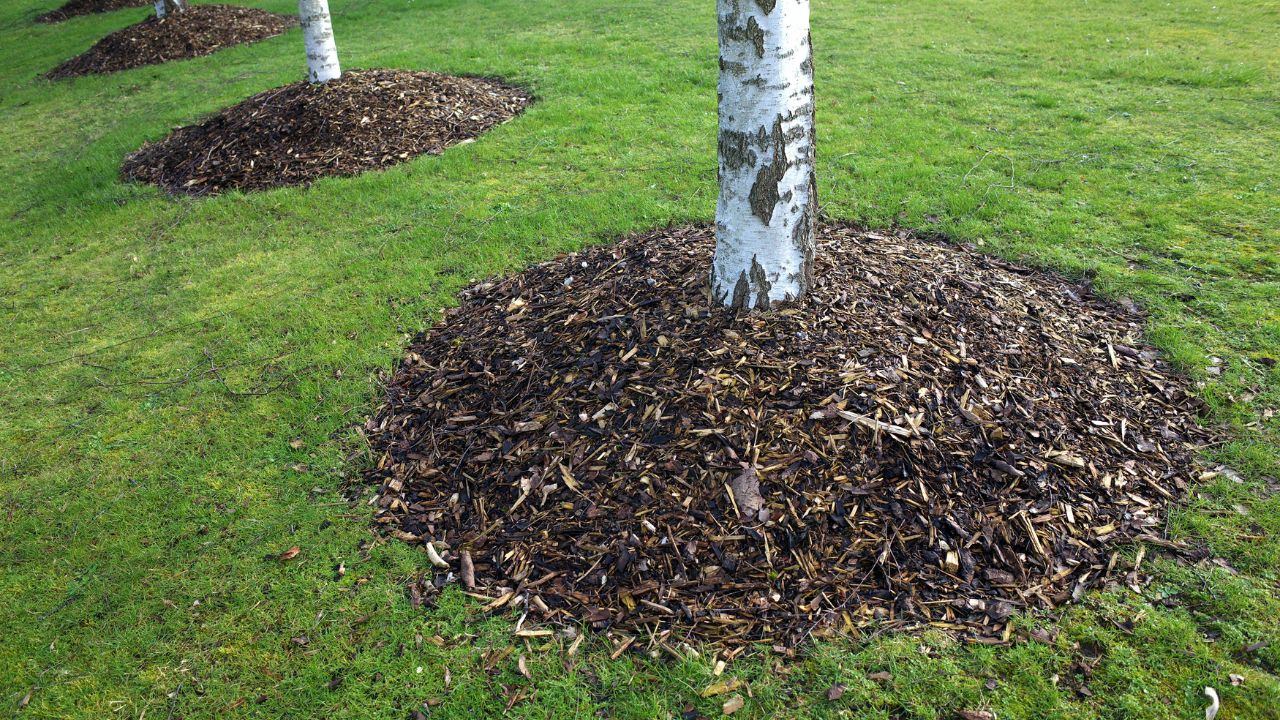 Birch trees in a park with mounds of mulch around the base. Usually made from shredded bark, the mulch provides protection from weeds and keeps roots cool in hot weather.