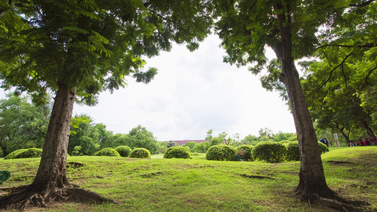 2 tree green field