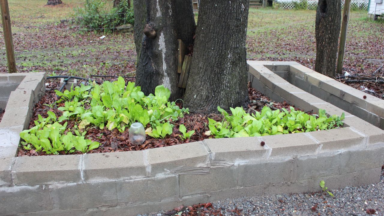 center block raised bed garden around a tree. cinderblock.