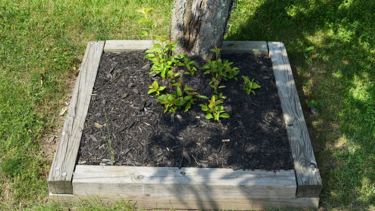 Tree body, raised wooden garden bed. Tree base.