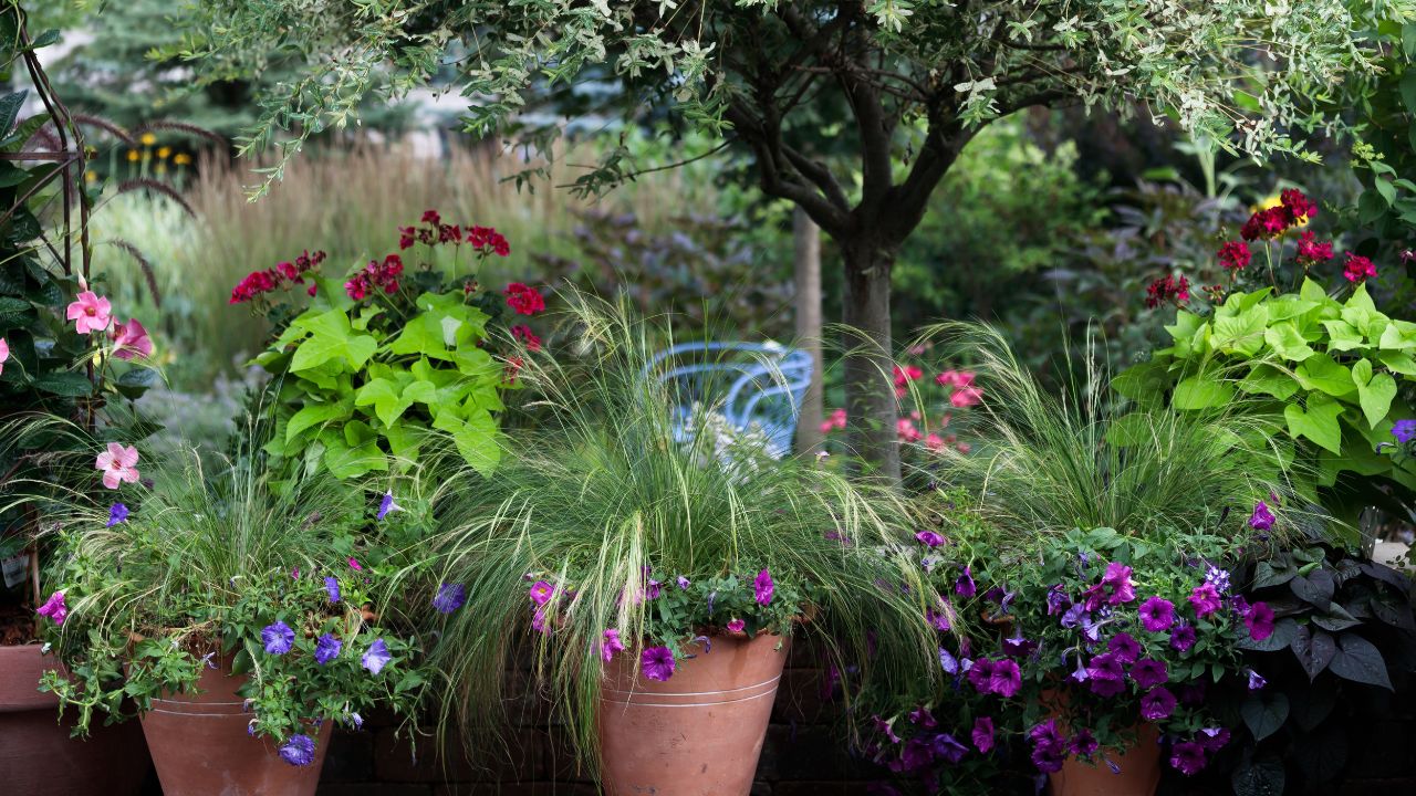 A beautiful display of garden containers with sweet potato plants Mexican Feathergrass and petunias. Japanese variegated willow tree in the background.
