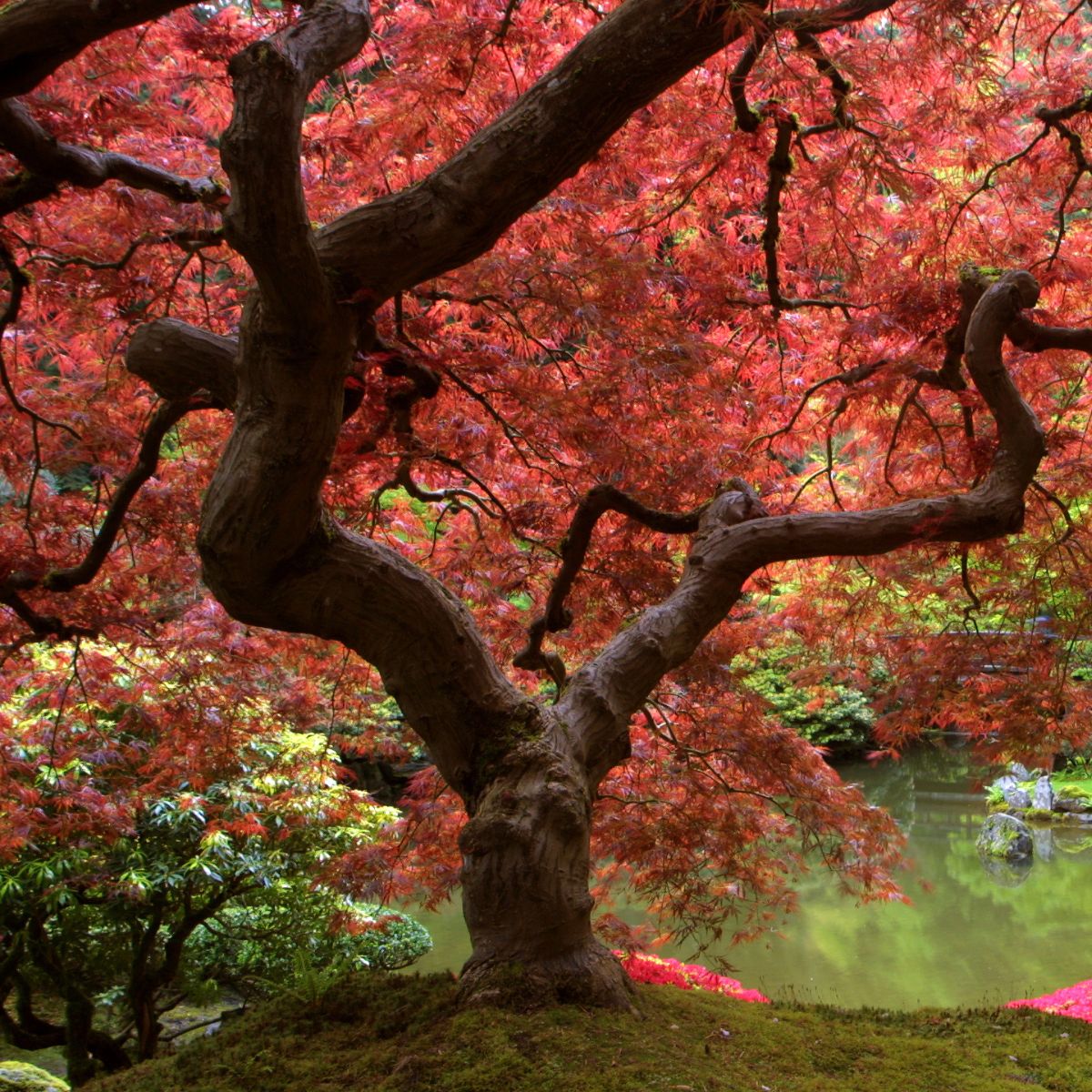 Japanese Maple