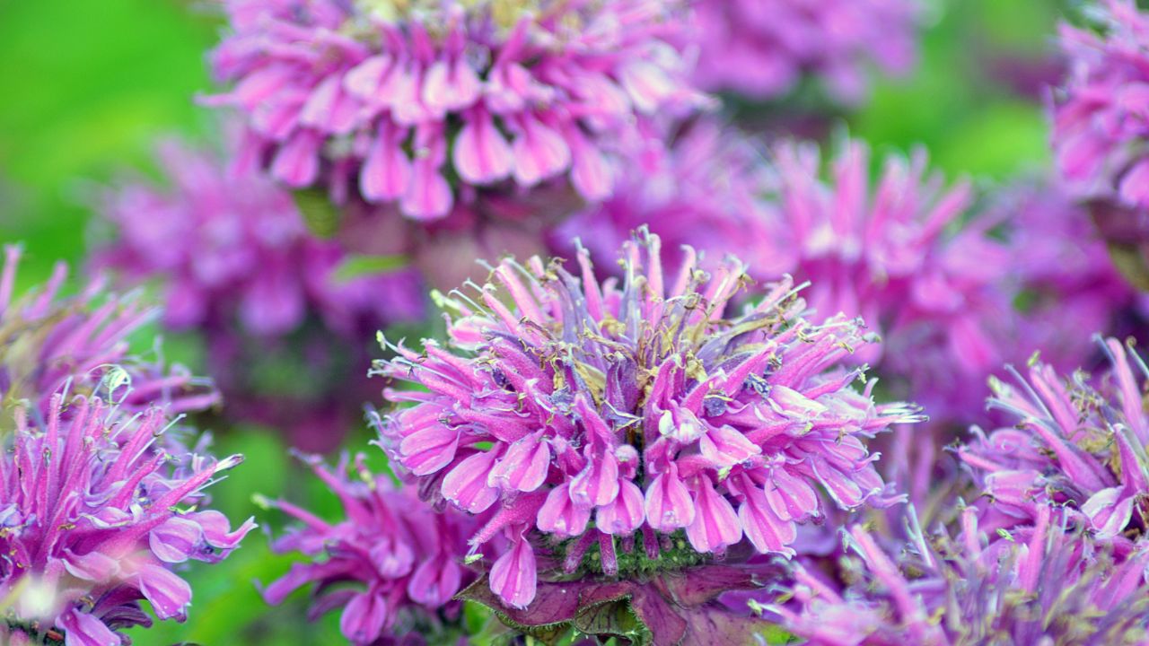 Wild bergamot (Monarda fistulosa) blooming in Aberdeen, Scotland