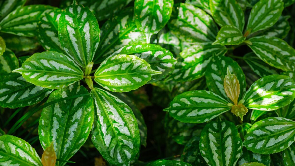 SmartMe Live Plant - Houseplant, Aluminum Plant 'Pilea Cadierei' 4" Live-Plant, Watermelon, Terrarium aluminum plant.