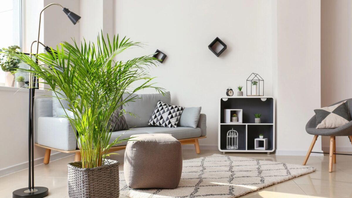 Areca Palm - Live Plant in an 10 Inch Growers Pot - Dypsis Lutescens - Beautiful Clean Air Indoor Houseplant areca palm in a living room.