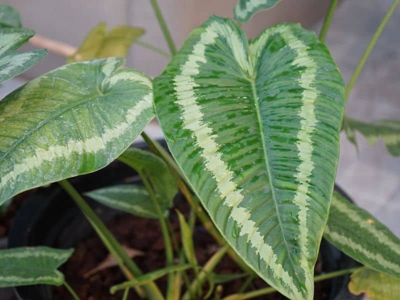 arrowhead plant