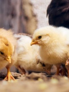 baby chicks outdoors