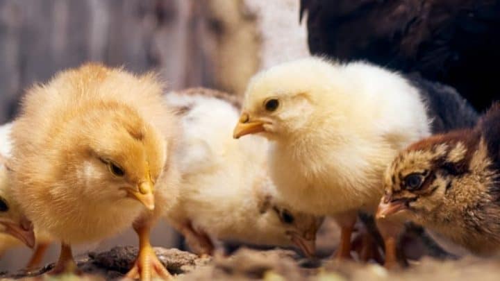 How To Treat Coccidiosis in Chickens