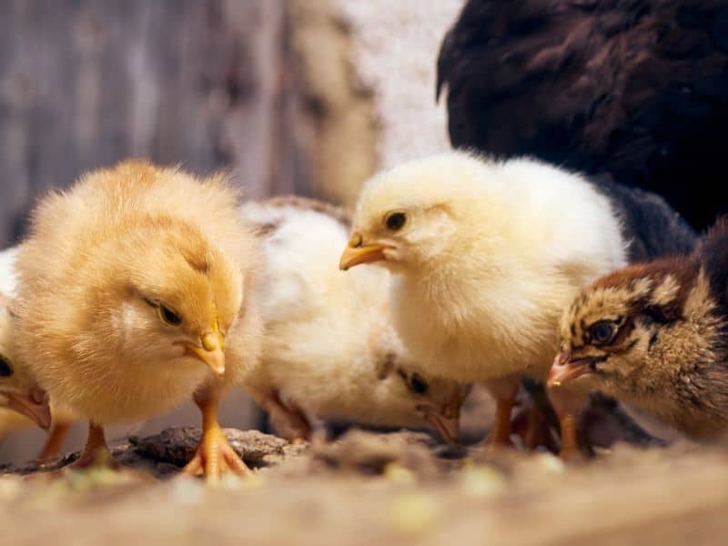 baby chicks outdoors