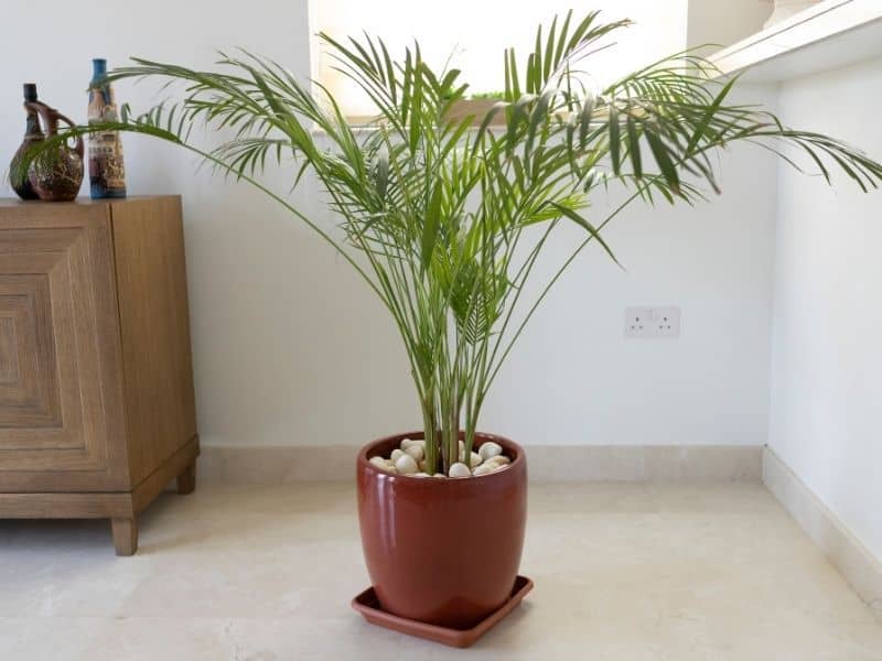 bamboo palm