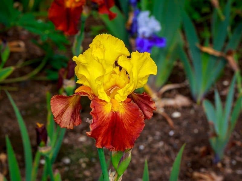 Red and yellow bearded iris