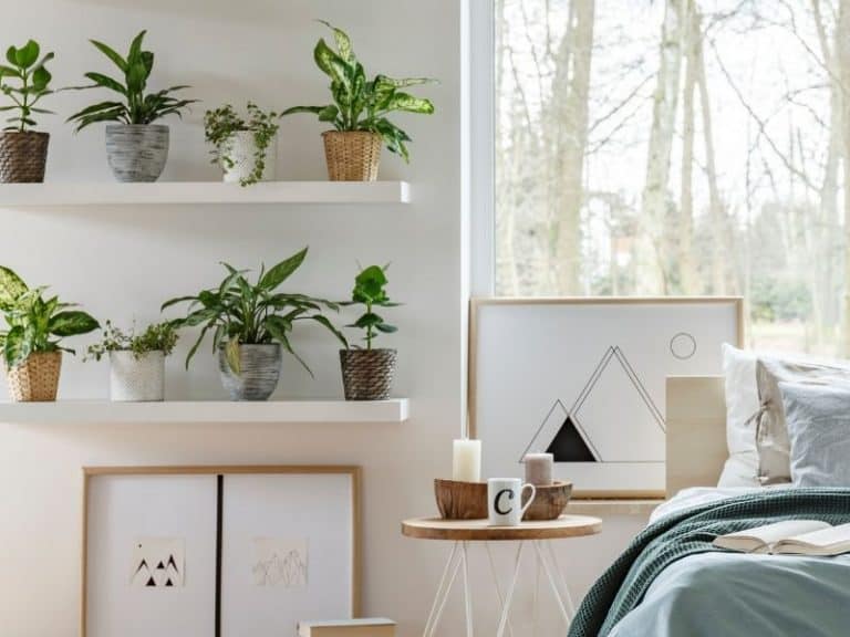 22 Best Indoor Plants For Bedroom And Sleep