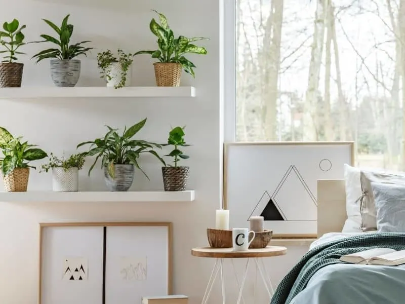 bedroom plants on a shelf