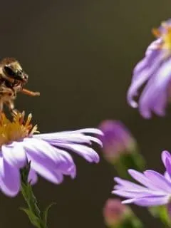 bee on a purple flower