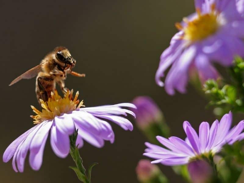 bee on a purple flower