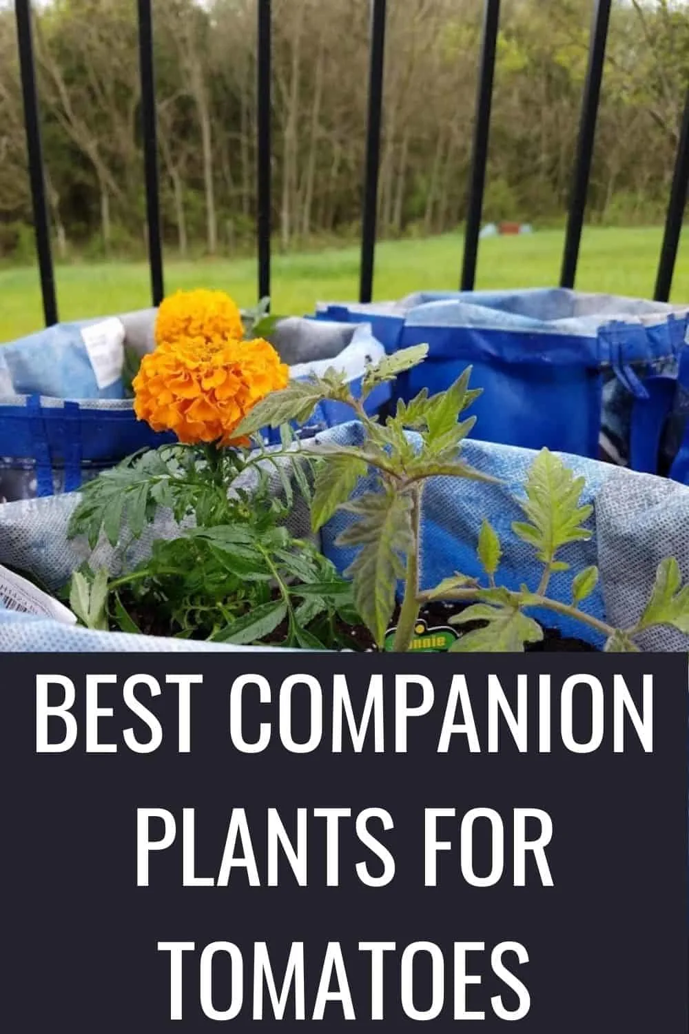 Best companion plants for tomatoes