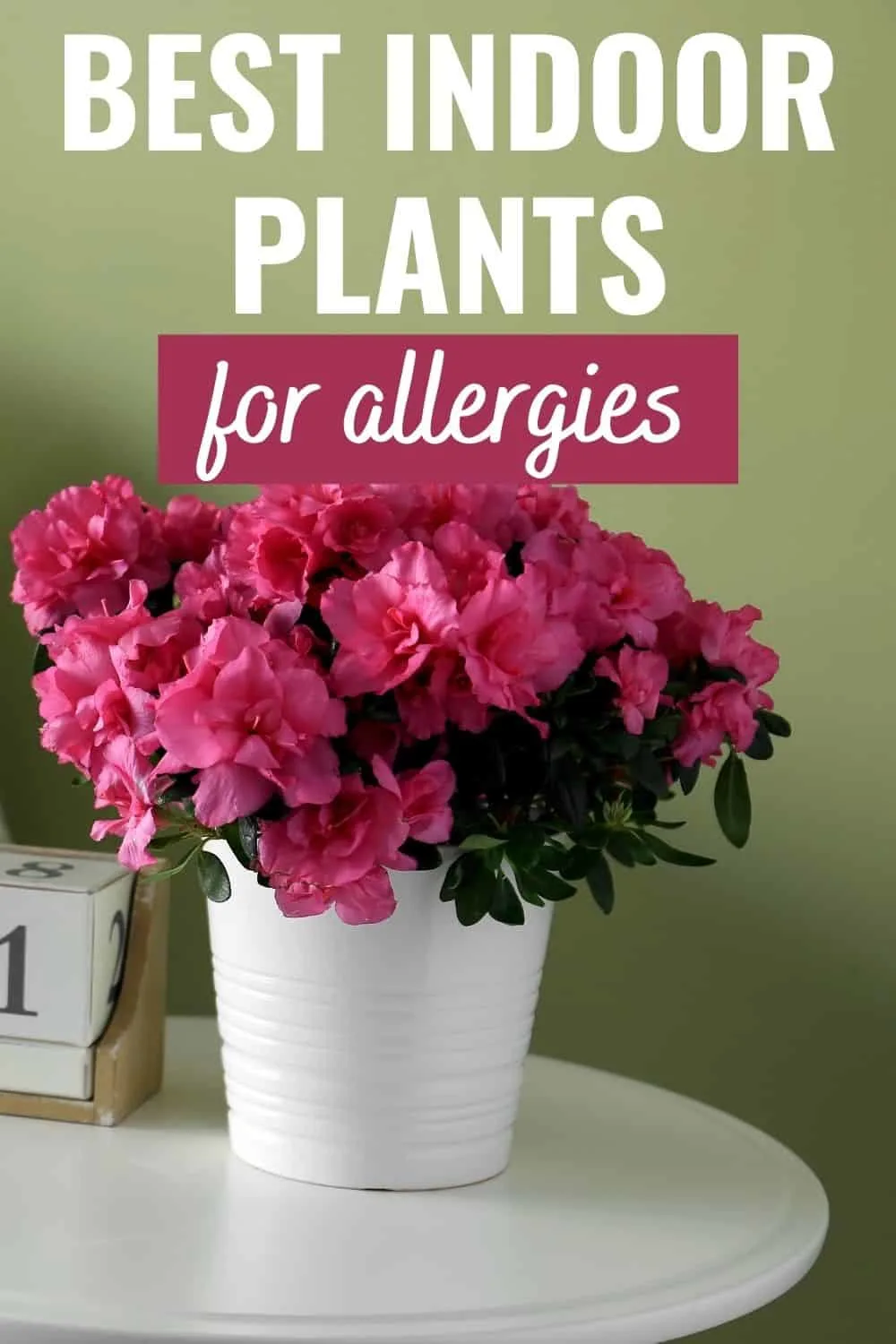 Best indoor plants for allergies