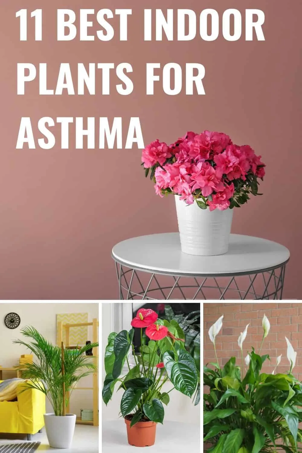11 best indoor plants for asthma