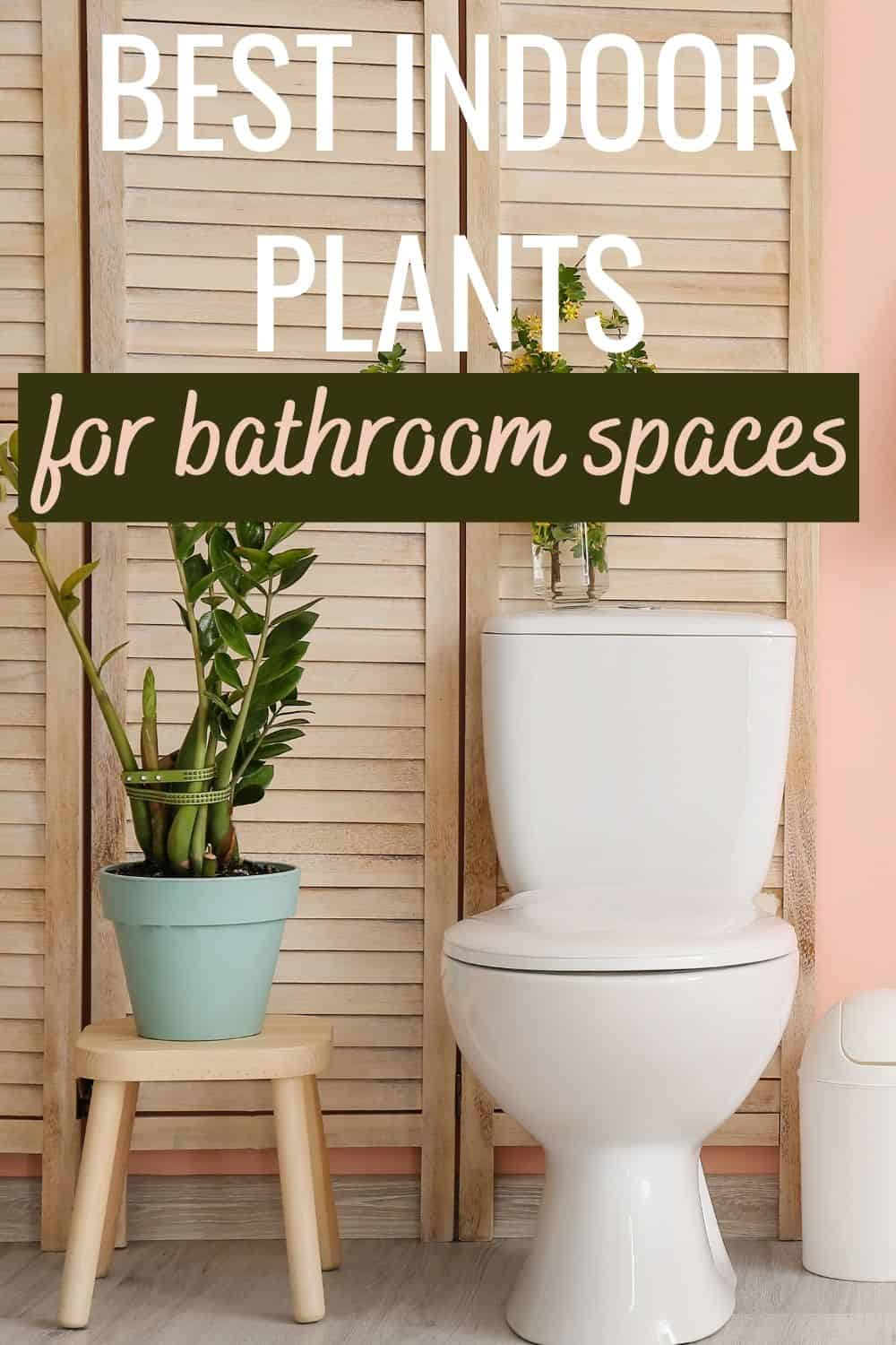 Best indoor plants for bathroom spaces