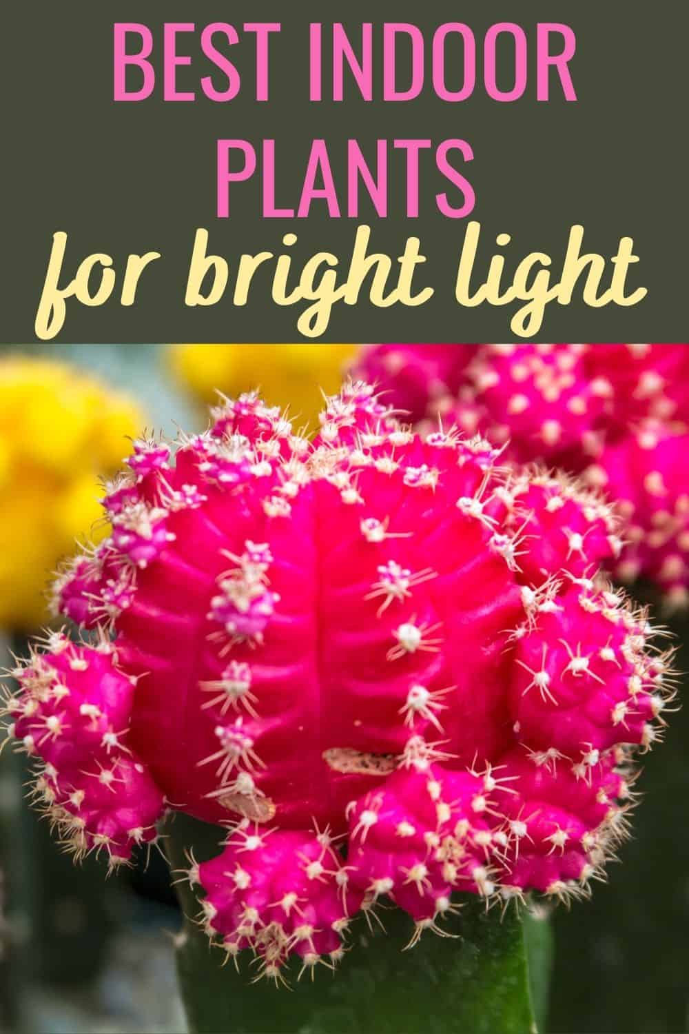 Best indoor plants for bright light