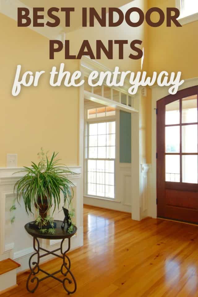 15 Best Indoor Plants For Entryway