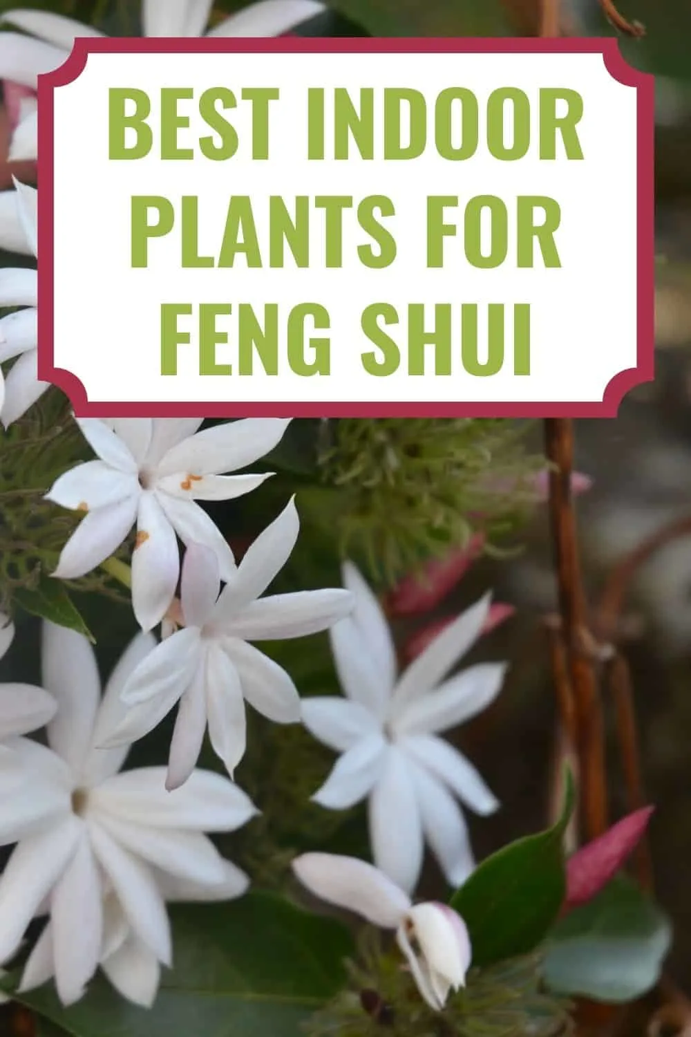 best indoor plants for feng shui