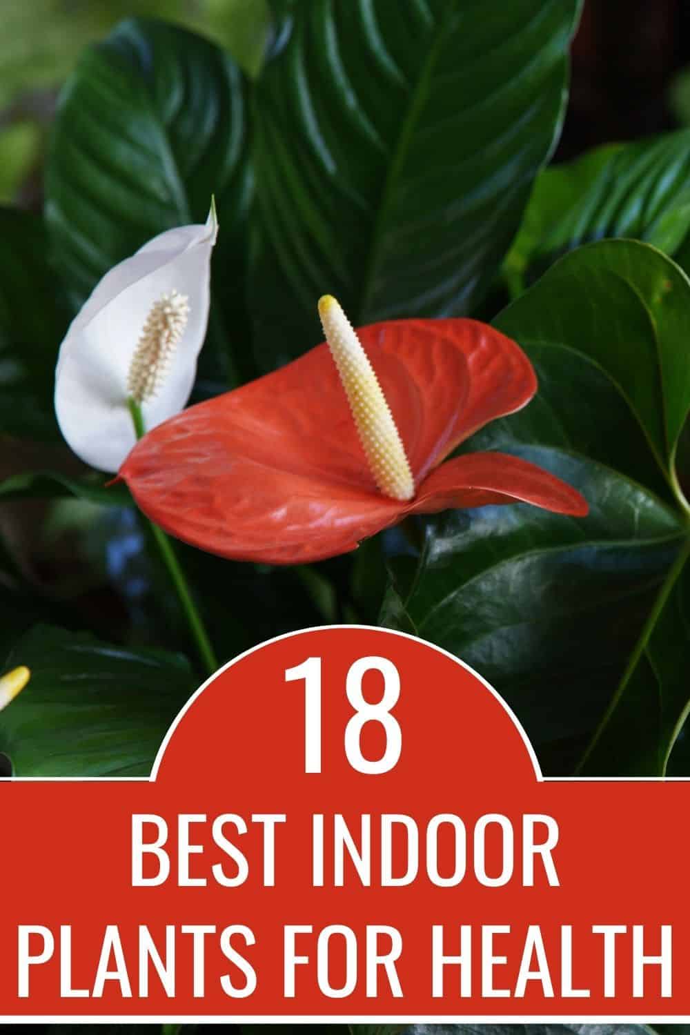 18 best indoor plants for health