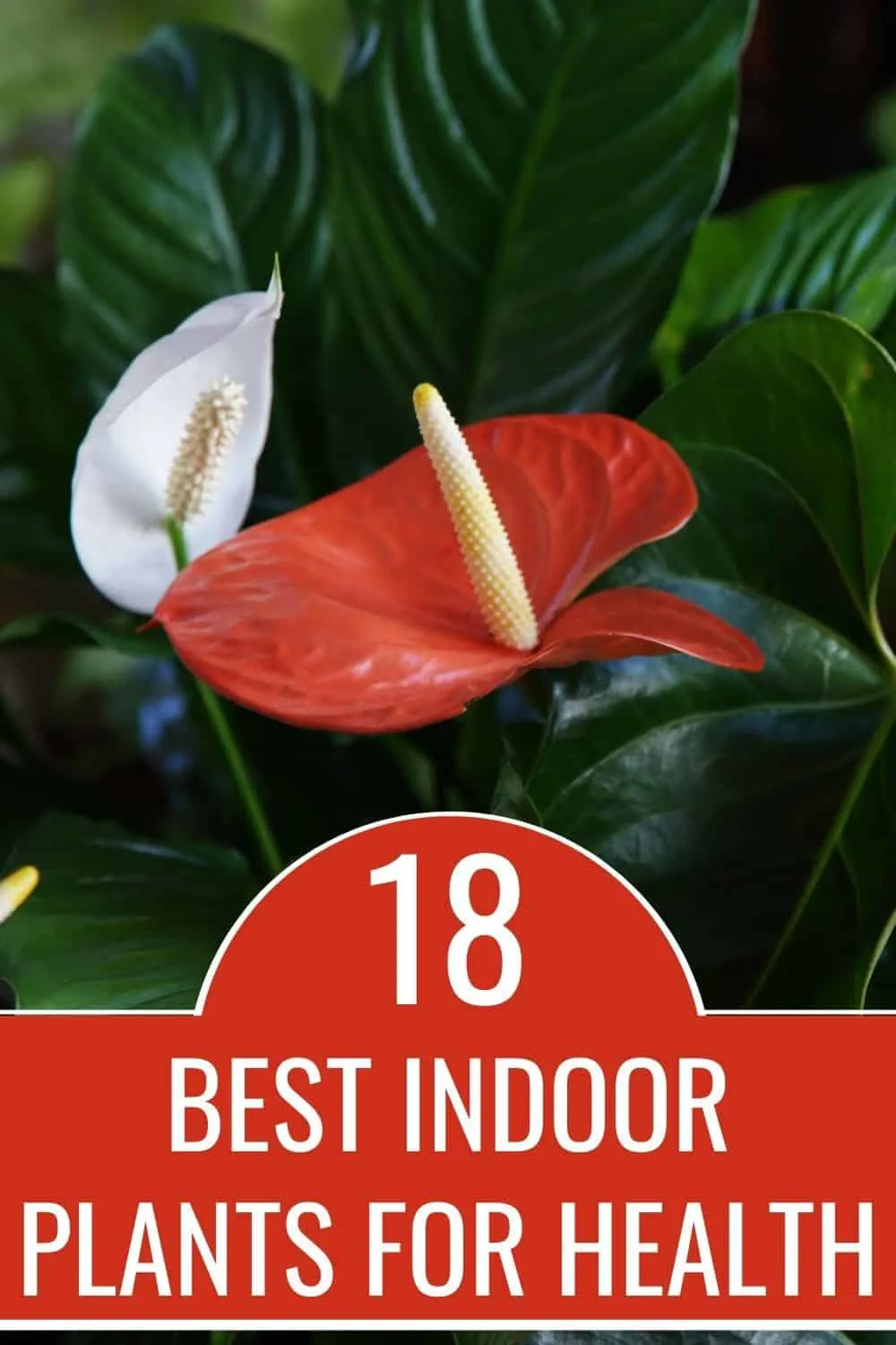 18 best indoor plants for health