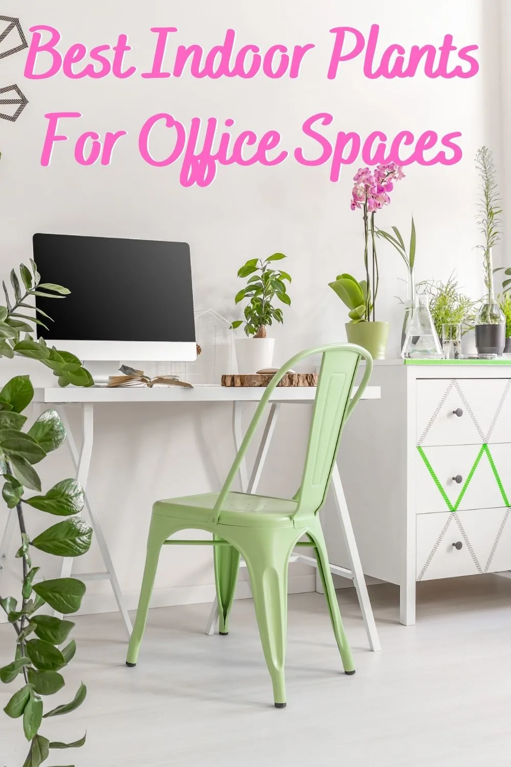 Best indoor plants for office spaces