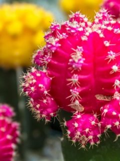 blooming barrel cactus