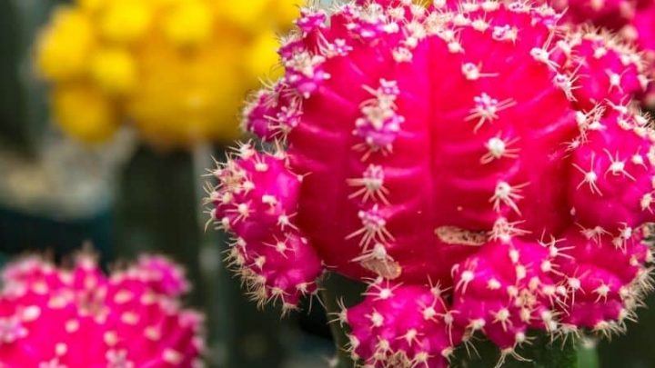 15 Best Indoor Plants for Bright Light