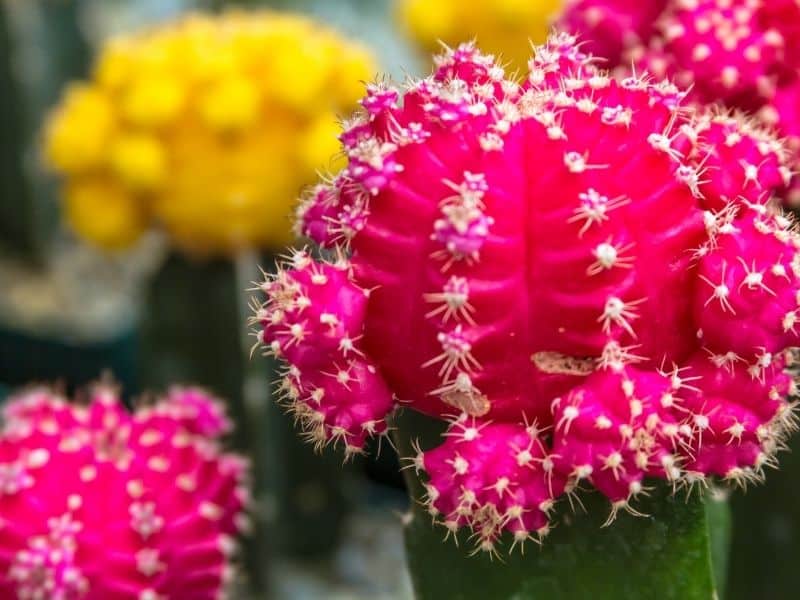 blooming barrel cactus