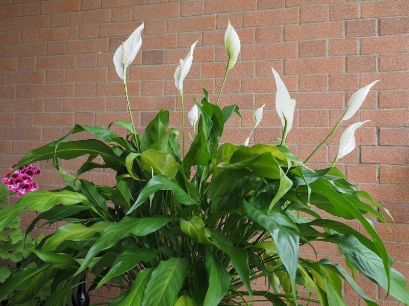peace lily in bloom
