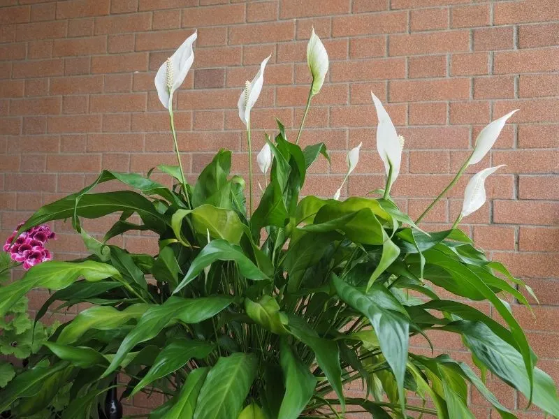 peace lily in bloom