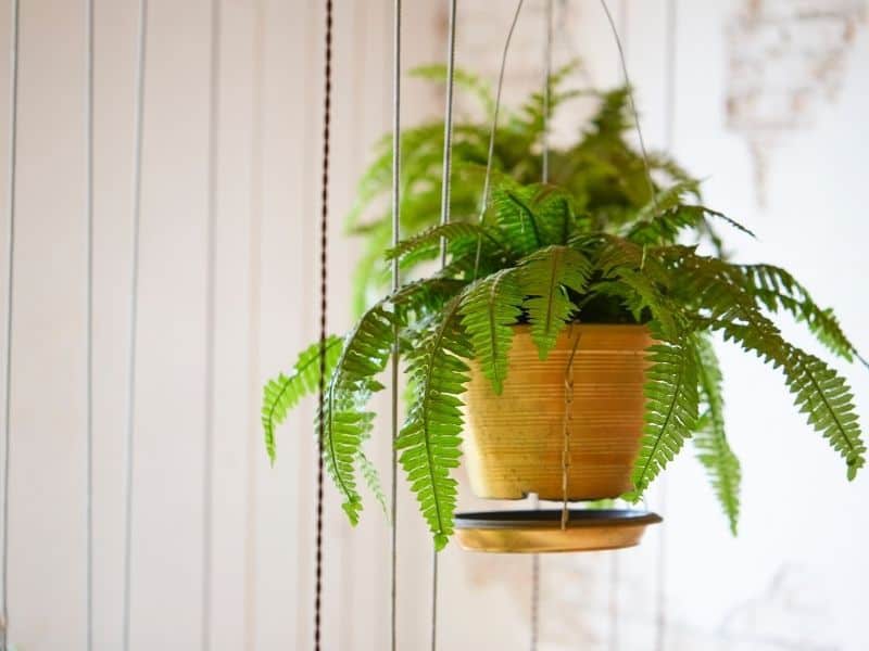 Boston fern in hanging basket