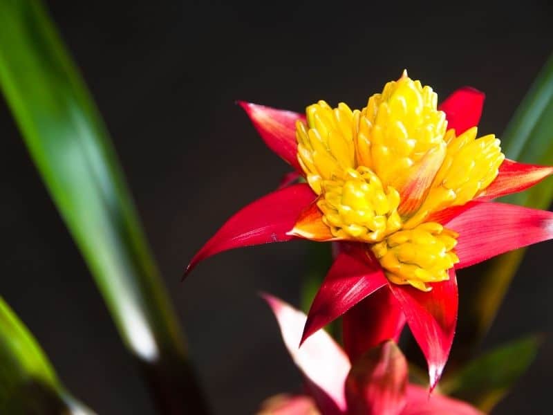 beautiful red and yellow bromeliad